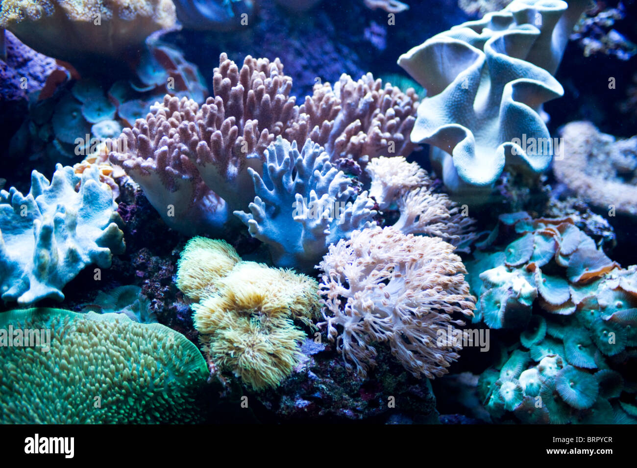 Paese Spagna - Barcellona Aquarium close up Foto Stock