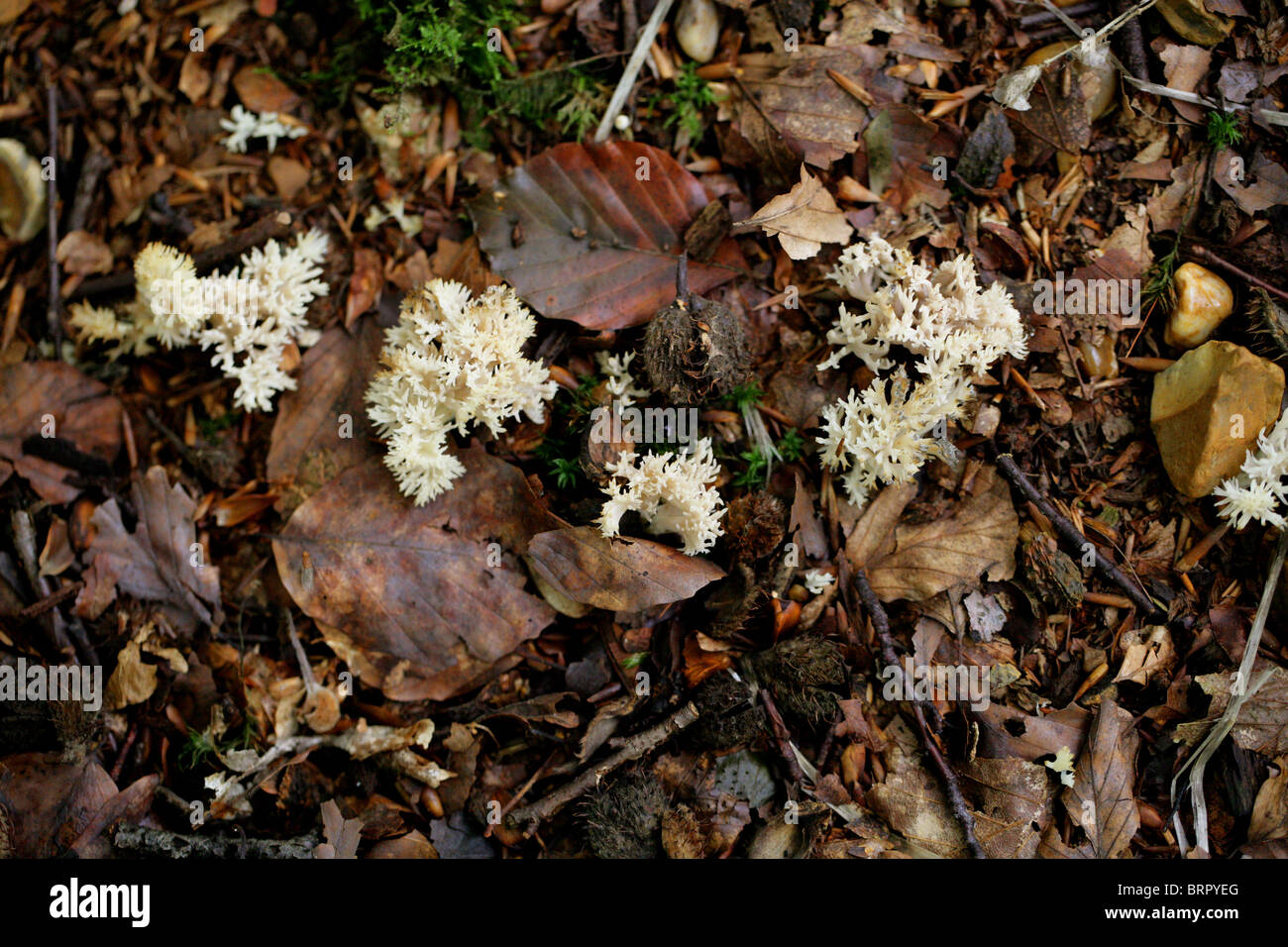 Corallo bianco fungo o Crested Coral fungo, Clavulina cristata, Clavulinaceae. Syn. Clavulina coralloides. Foto Stock