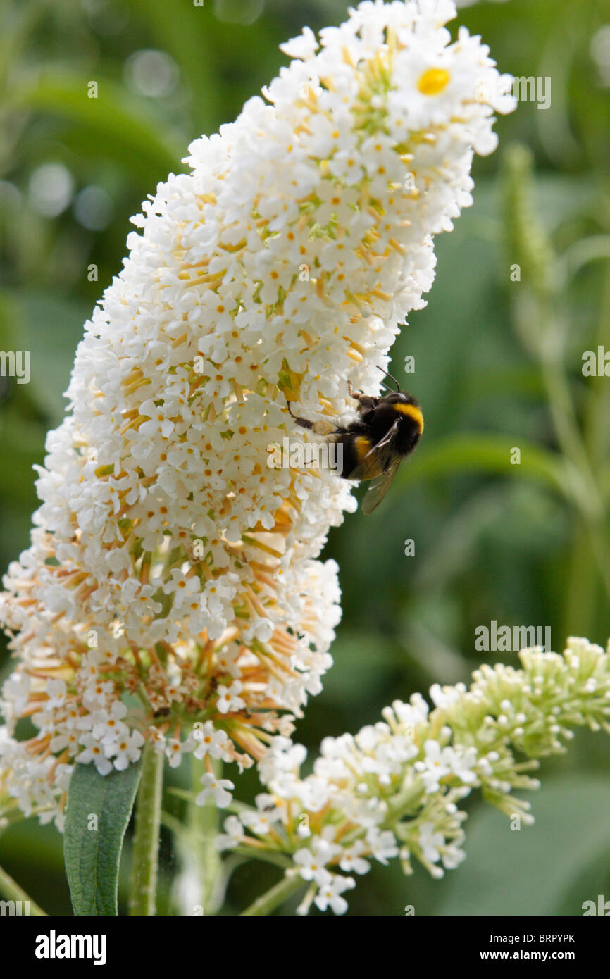 A Bumble Bee su bianco Buddleia fiore con parzialmente riempito di polline visibile sac Foto Stock