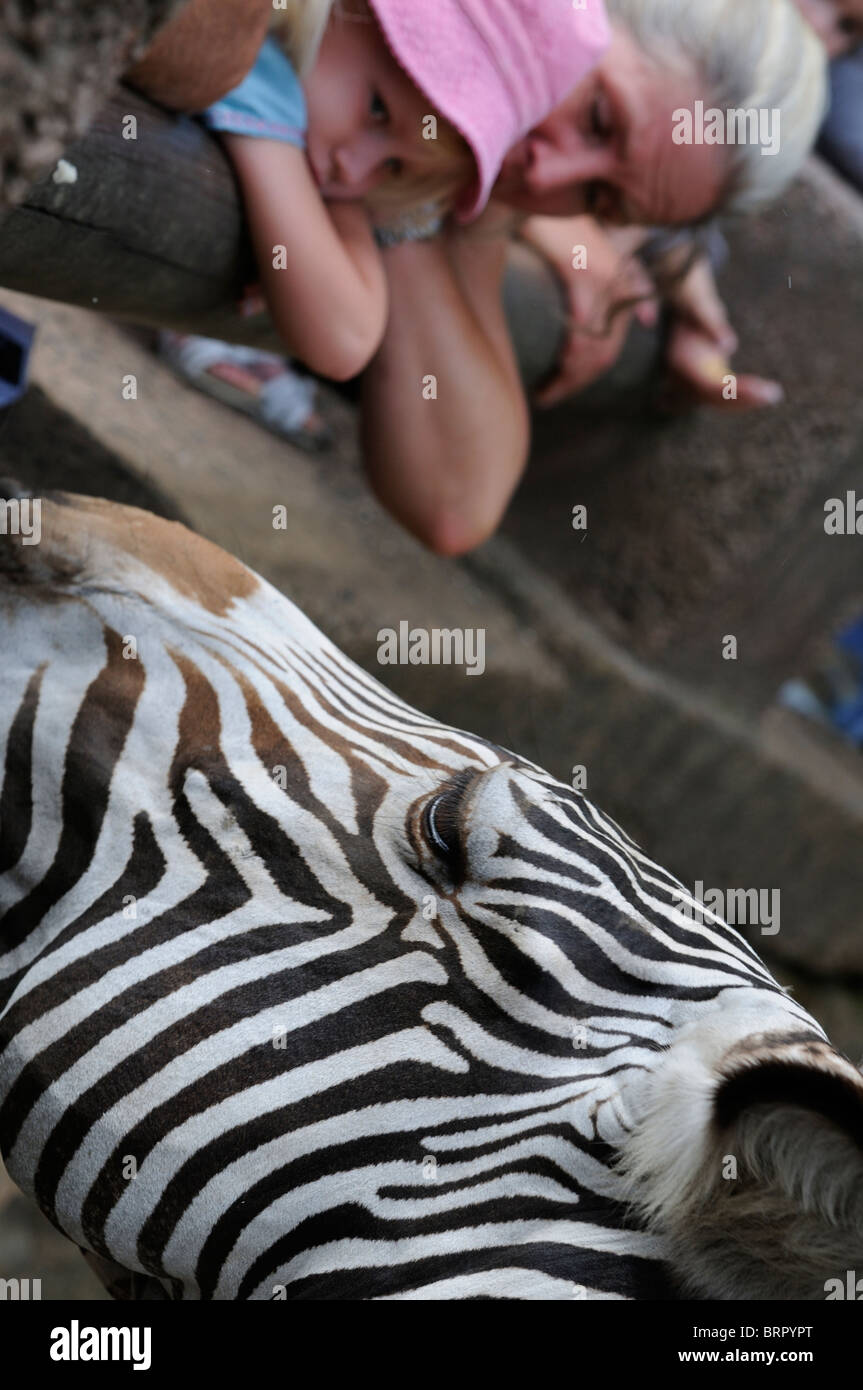 Foto di stock di zebre a La Palmyre zoo in Francia. Foto Stock