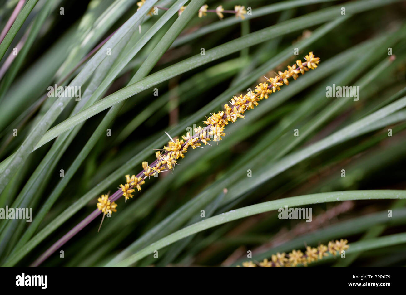 Spiny-Headed Mat-Rush, Lomandra longifolia, Asparagaceae (Laxmanniaceae, Lomandraceae), Australia. Foto Stock
