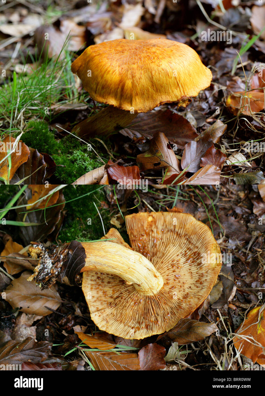 Spettacolare Rustgill, Gymnopilus junonius (Pholiota spectablis var. junonia), Cortinariaceae. Composito di 2 immagini. Foto Stock