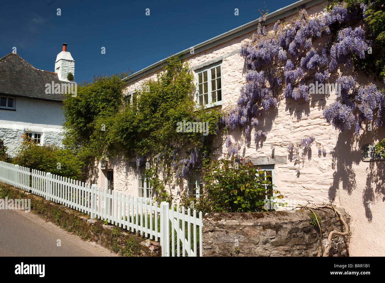 Regno Unito, Inghilterra, Devon, Dittisham, vecchio dipinto di bianco cottage in pietra appeso con il glicine dietro Picket Fence Foto Stock