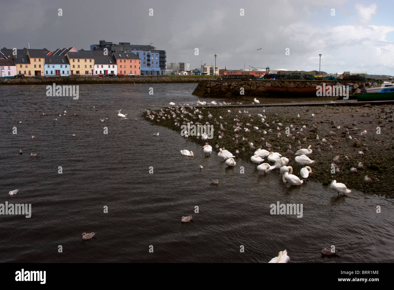 Pulizia dei cigni stessi, Claddagh Pier, Porto di Galway, Irlanda. Questi cigni sono noti come Claddagh cigni. Foto Stock