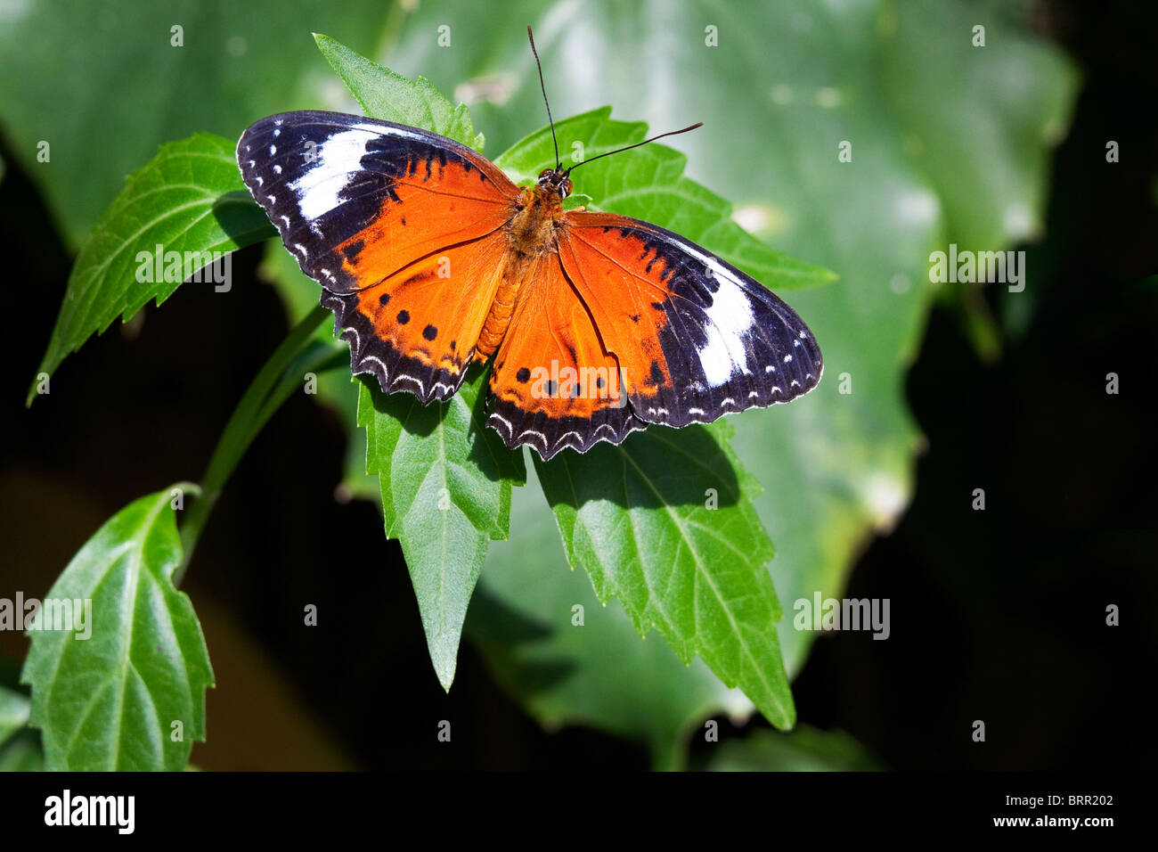 Lacewing arancione farfalla sulla foglie verdi con ali aperte Foto Stock