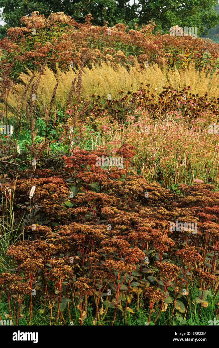 Pensthorpe Millennium giardino, Norfolk, autunno cadono erbe seme head capi seedheads bordi di confine pianta di giardino delle piante Foto Stock