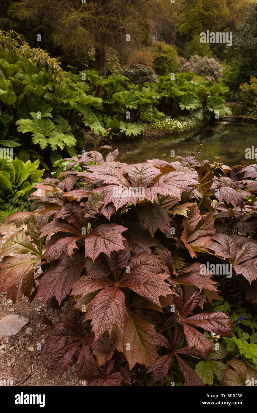 Regno Unito, Inghilterra, Devon, Brixham, Coleton Fishacre House, giardini gunnera manicata a bordo di stagno Foto Stock