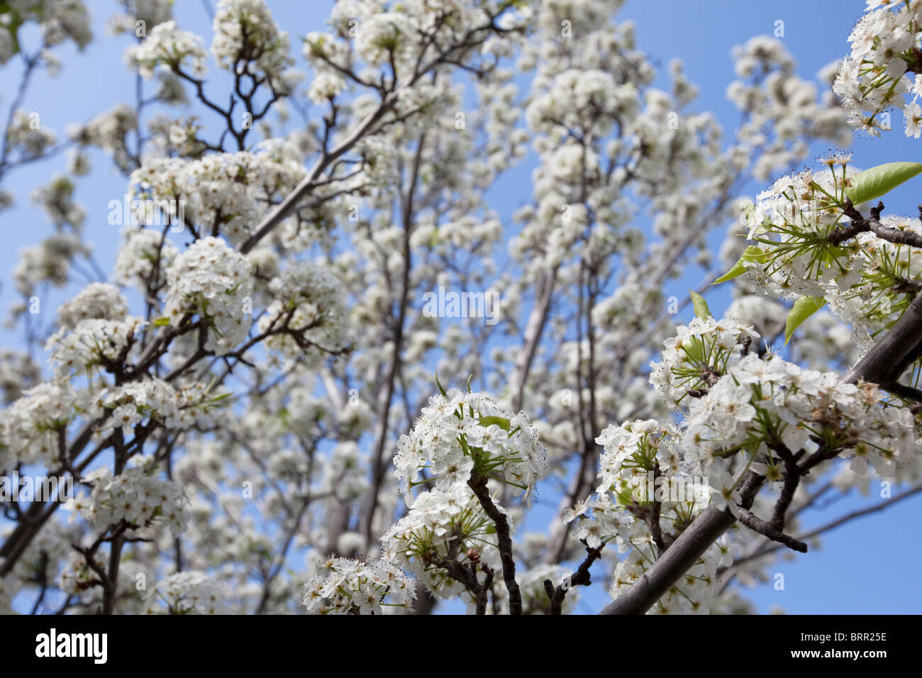 Fiori bianchi fioriti pera in Melbourne Australia durante la primavera quando le strade riempire con fiori Foto Stock