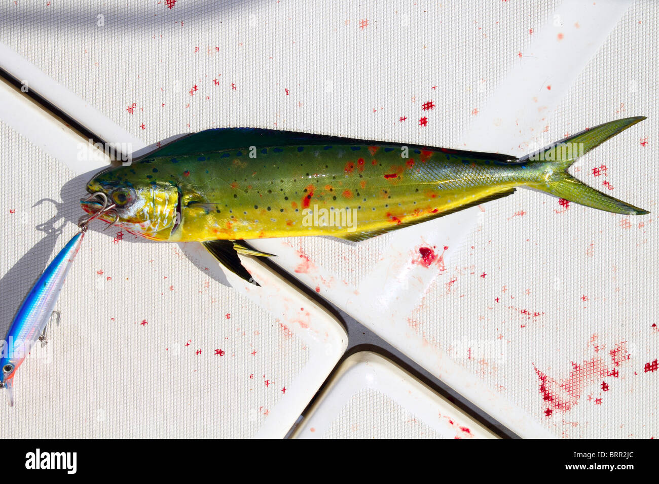 Pesce Delfino sanguinosa sport pesca con esca sulla bocca sulla coperta della barca Foto Stock