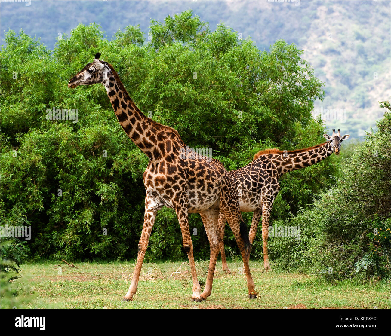 Due giraffe sono allevati a cespugli di acacia. Foto Stock