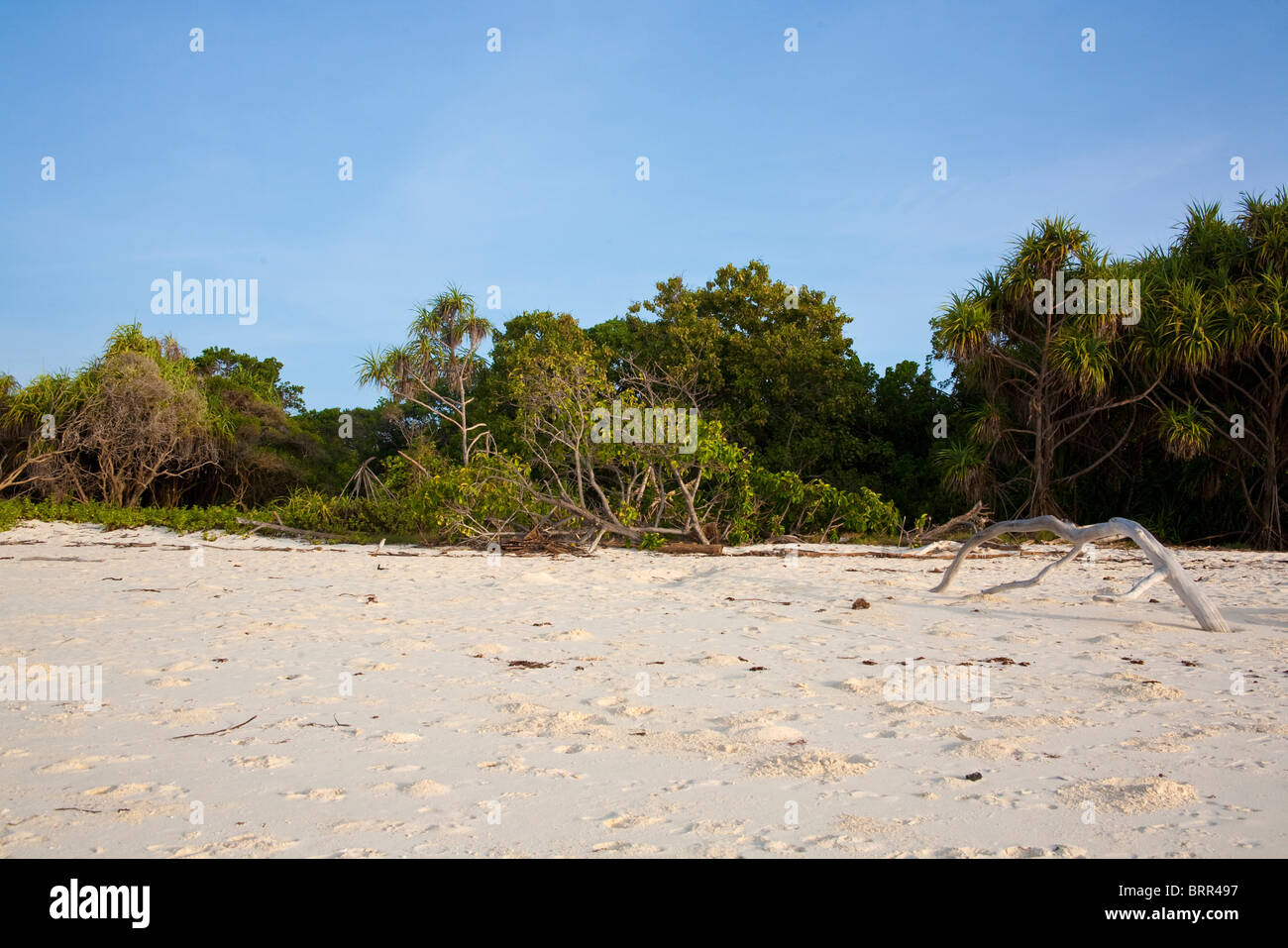 Spiaggia in scena con la foresta di mangrovie e driftwood Foto Stock