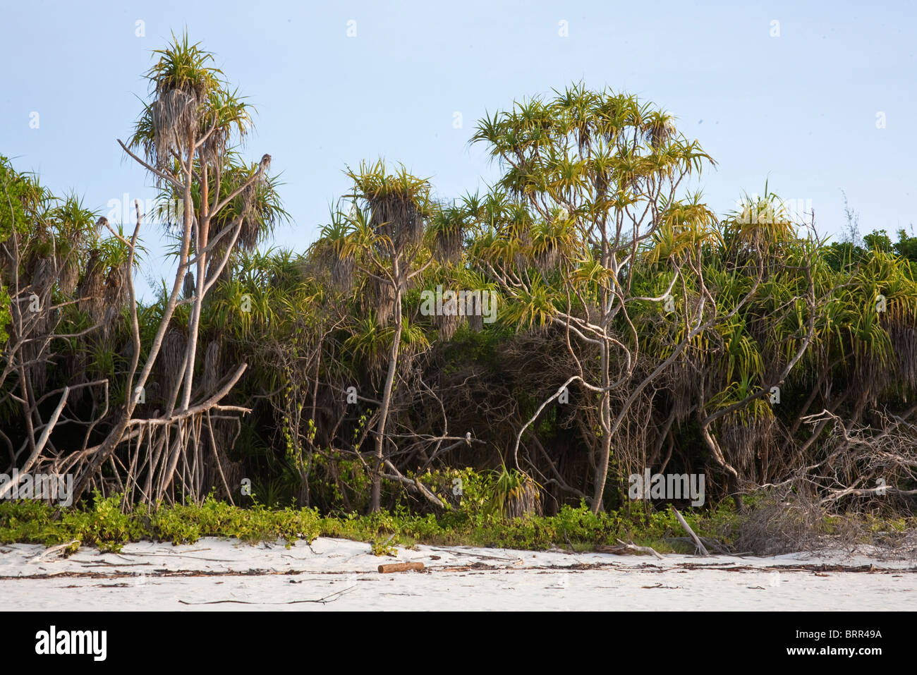 Foresta di mangrovie Foto Stock