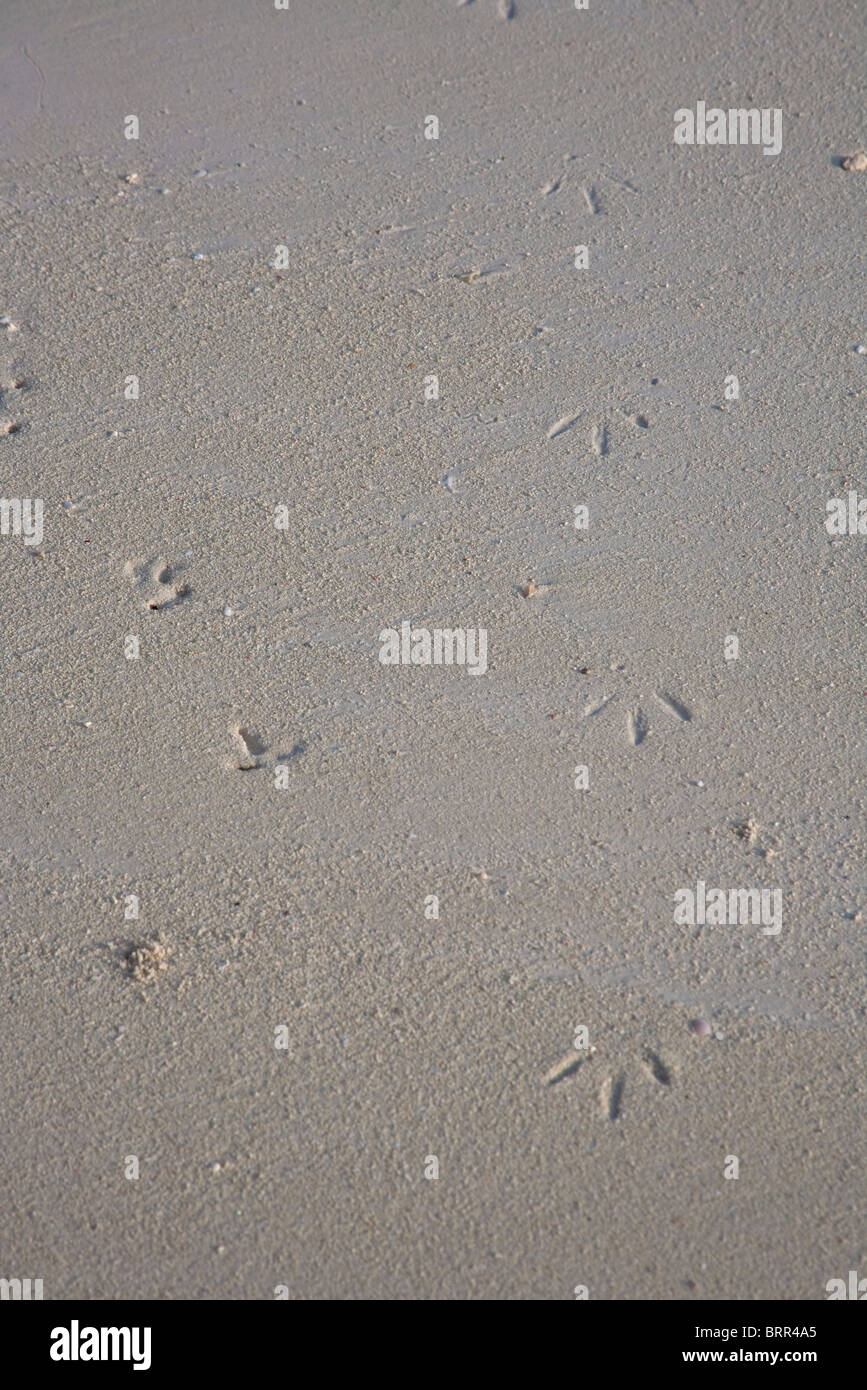 Tracce di uccelli nella sabbia bagnata Foto Stock