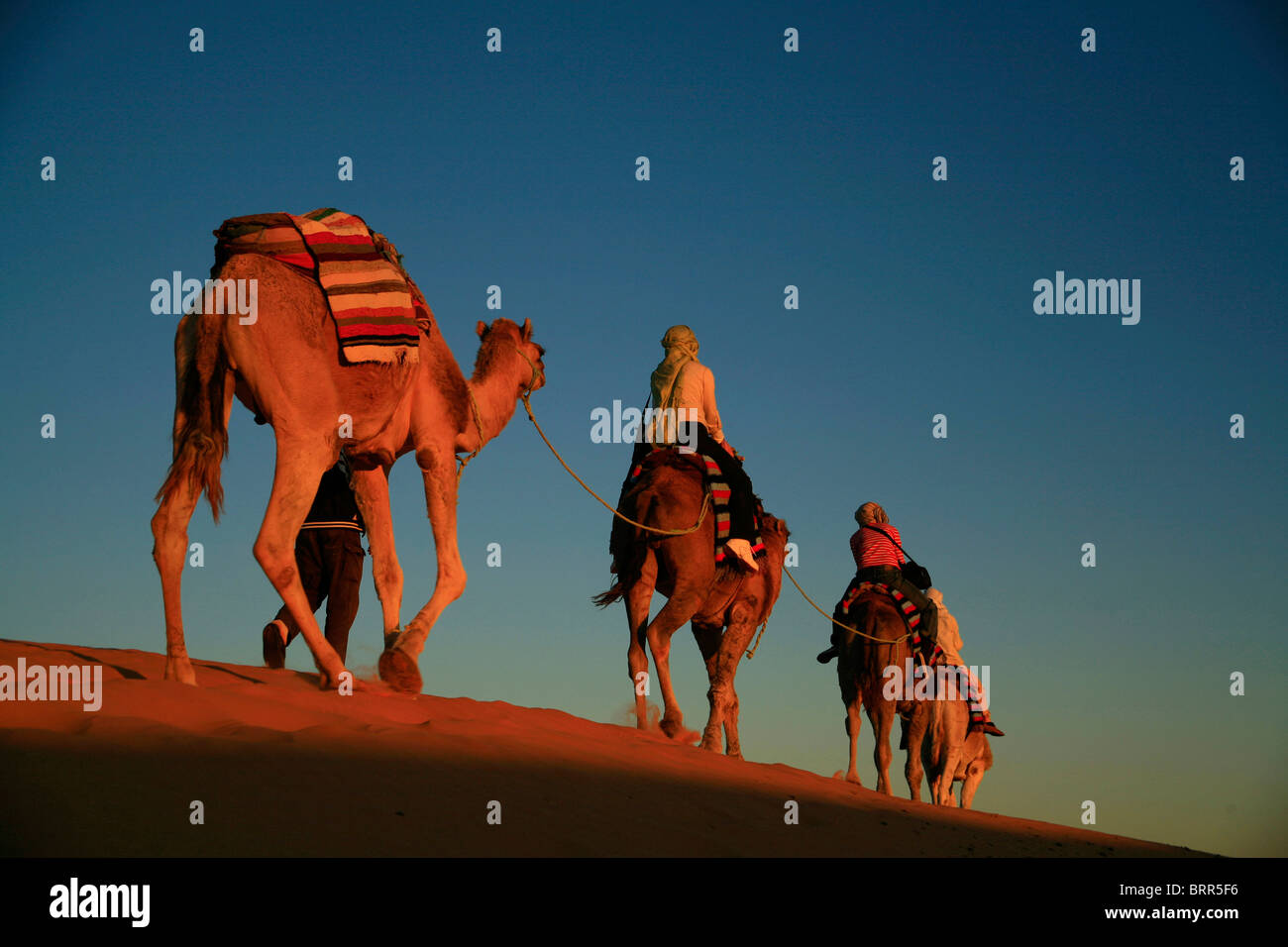 Corsa in cammello al tramonto nelle dune di sabbia del Sahara Foto Stock
