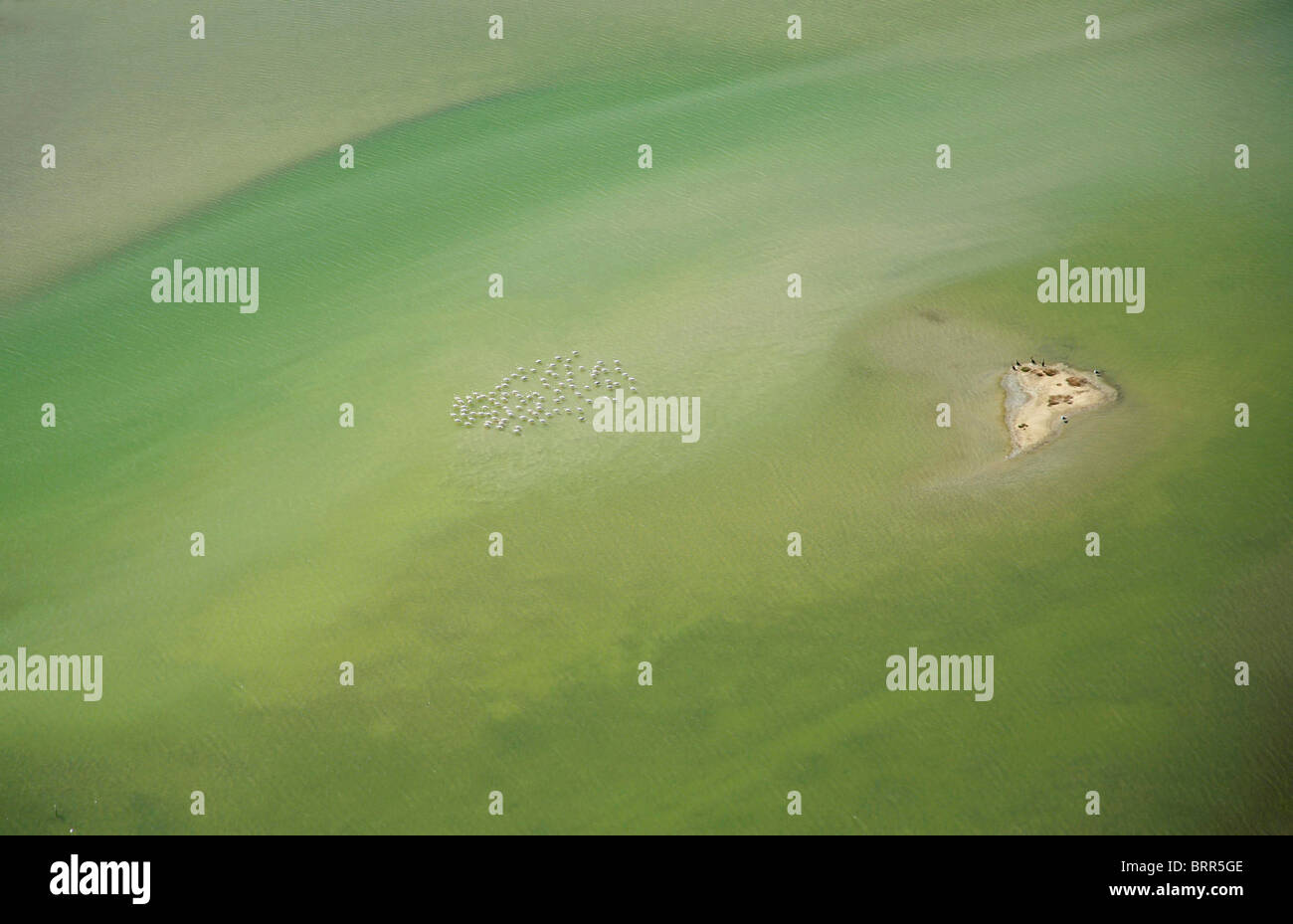 Vista aerea di un gregge di fenicotteri volare sopra il fiume Berg Foto Stock