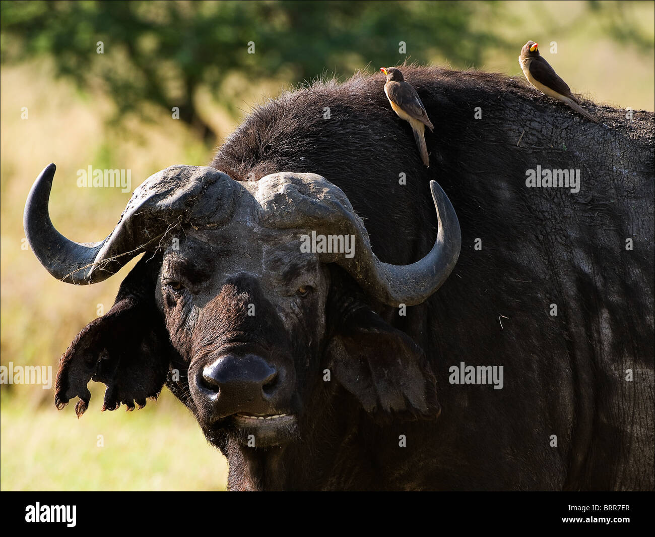 Ritratto di un bufalo con uccelli. Un ritratto del bufalo masticare un erba con uccelli a una breve distanza. Foto Stock