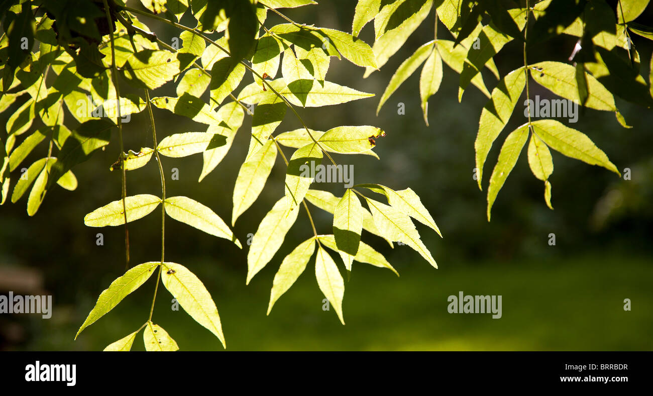 La fotosintesi sole che splende il frassino foglie Foto Stock