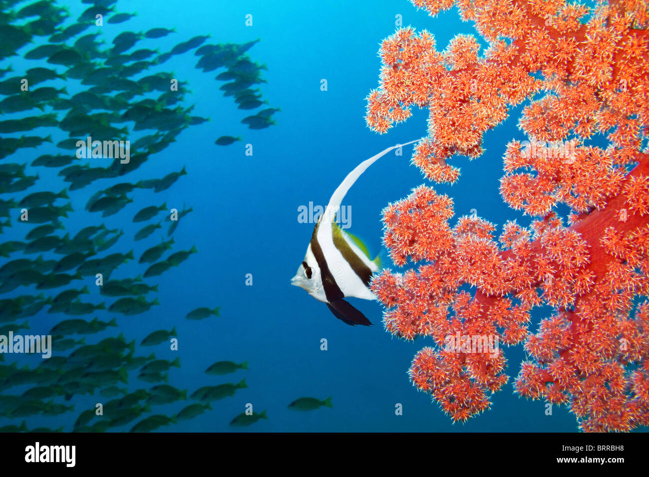 Bannerfish e soft coral Foto Stock