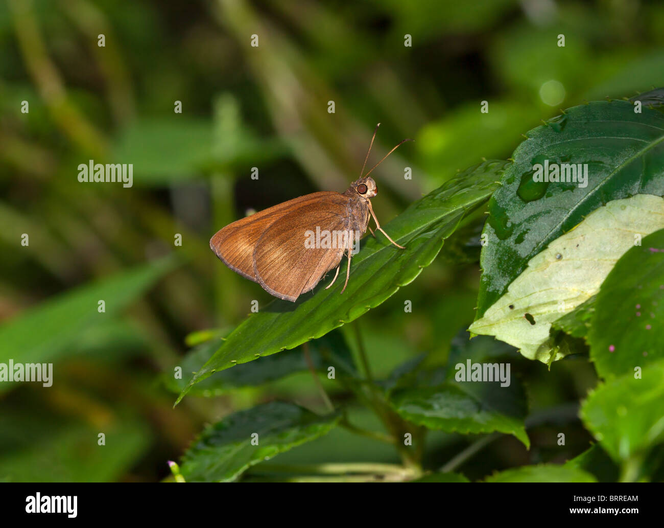 Il demone di cioccolato butterfly, Ancistroides nigrita Foto Stock