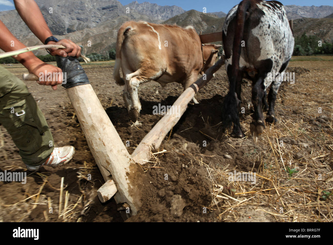 Le attività agricole in Afghanistan Foto Stock