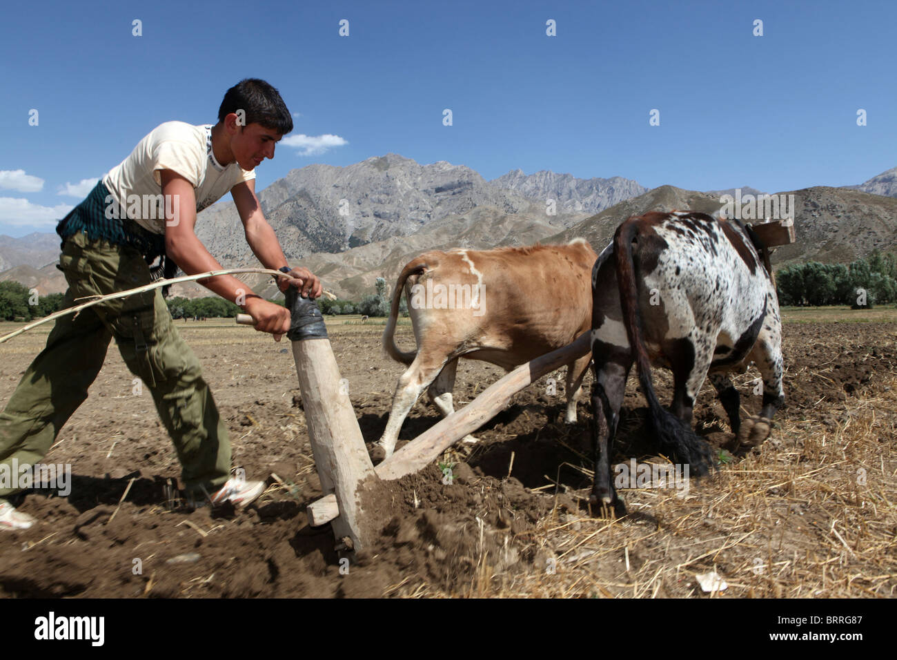 Le attività agricole in Afghanistan Foto Stock