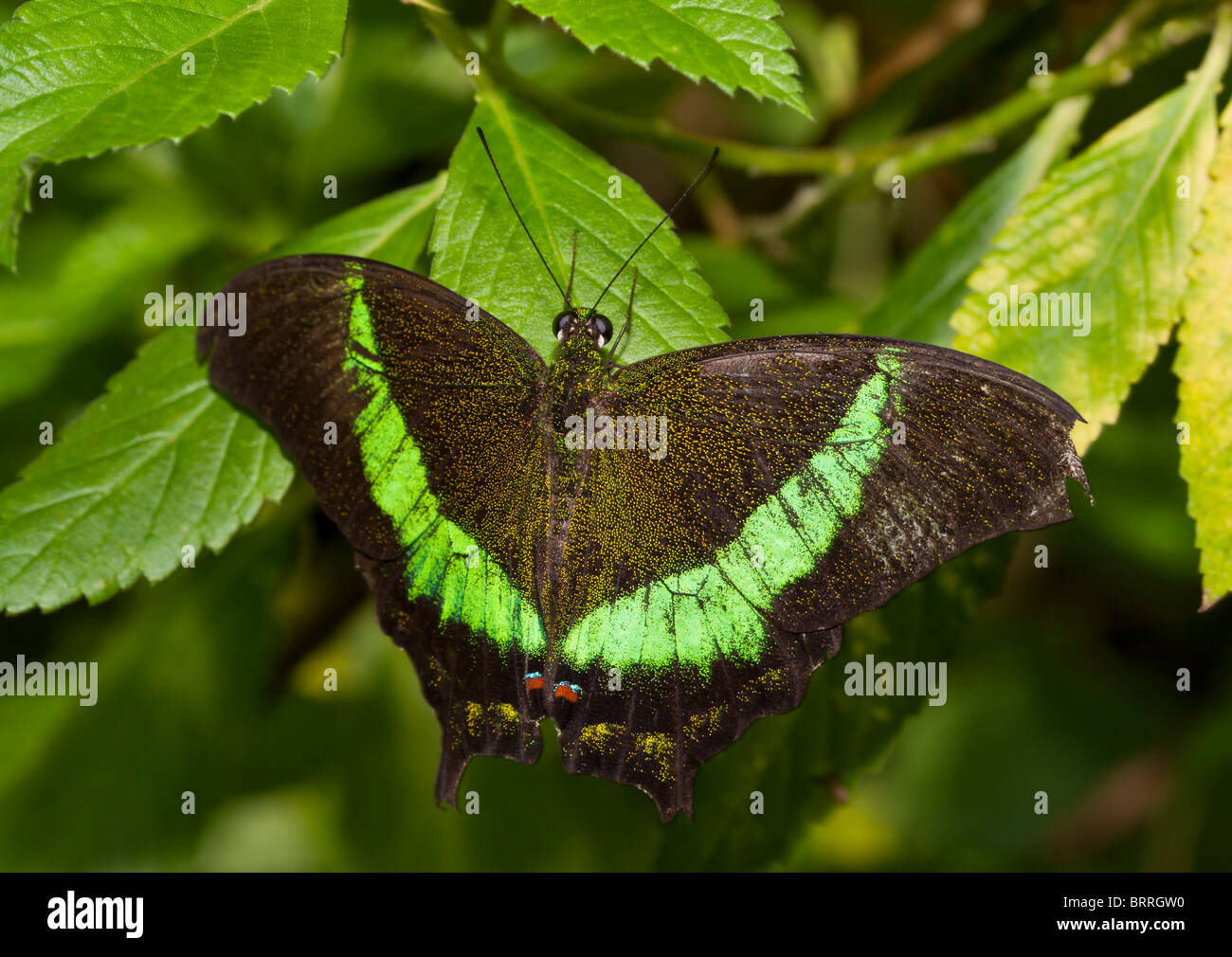 Nastrare farfalla pavone, Papilio palinurus palinurus. Caratterizzato da una rapida fuga, scale di rifrazione. Foto Stock