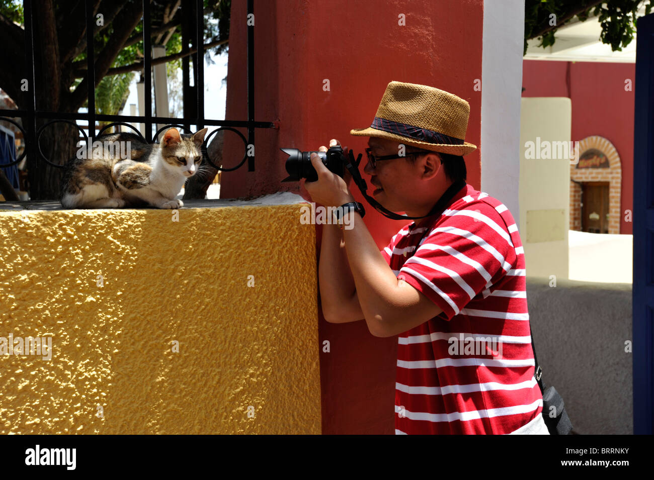 Turista giapponese di fotografare un gatto nella capitale città di Fira sull'isola greca di Santorini nelle Cicladi Foto Stock