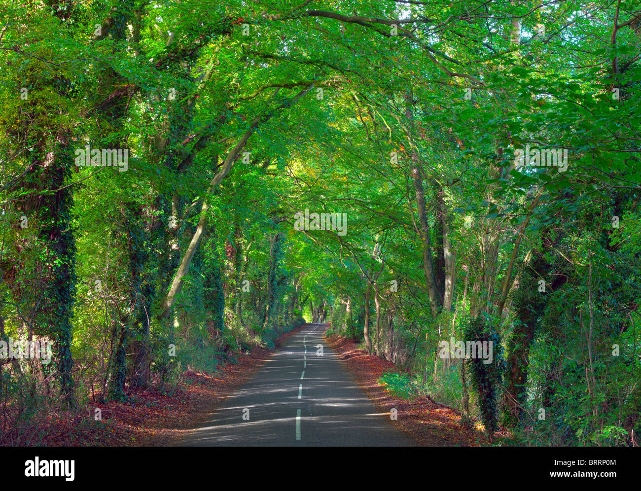 Foglia verde Tree Arch coperta Paese Road Foto Stock