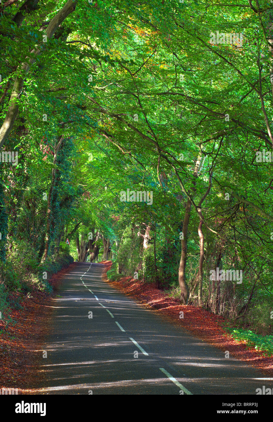 Foglia verde Tree Arch coperta Paese Road Foto Stock
