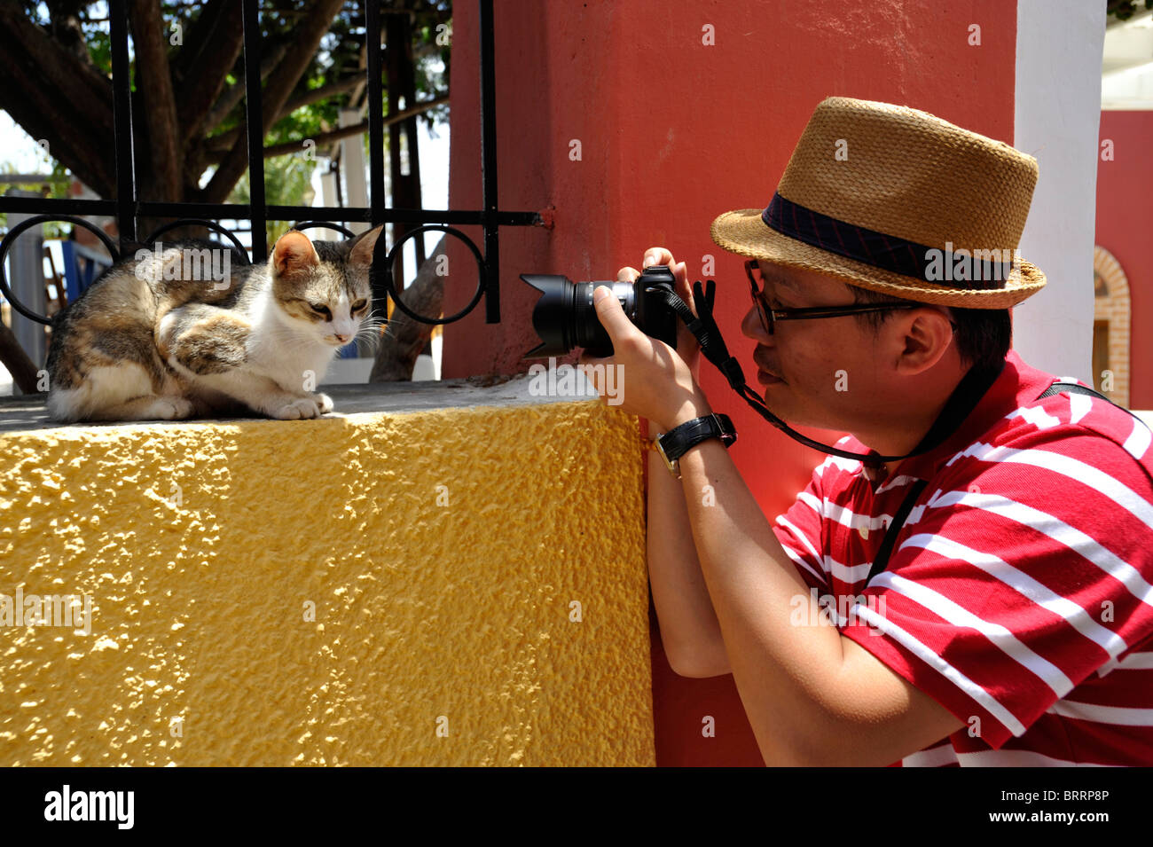Turista giapponese di fotografare un gatto nella capitale città di Fira sull'isola greca di Santorini nelle Cicladi Foto Stock