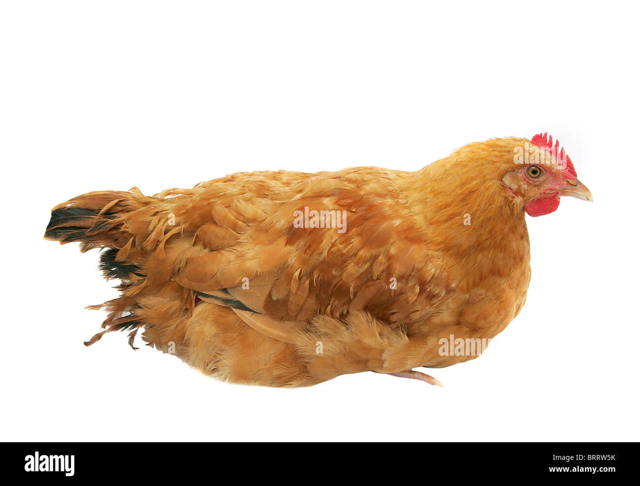 Una giovane femmina di pollo gallina su bianco Foto Stock