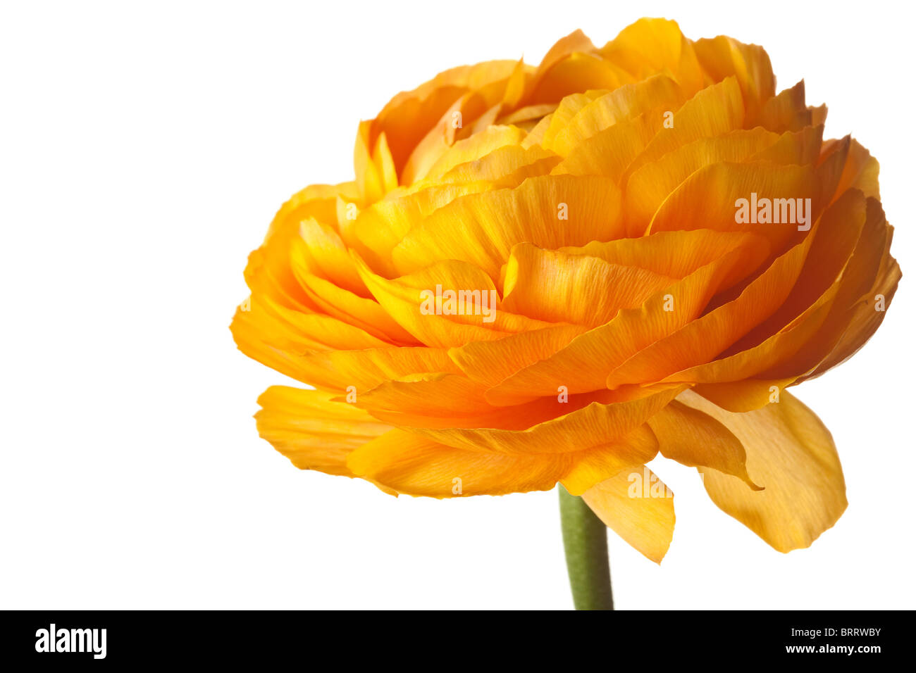 Orange Ranunculus isolato su uno sfondo bianco Foto Stock