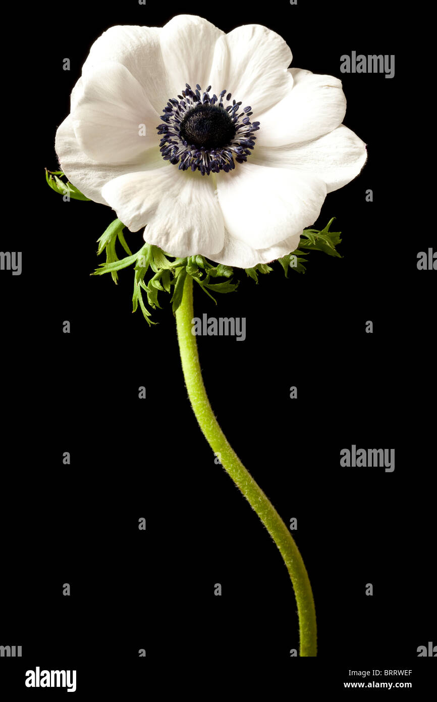 Bianco fiore Anemone isolato nero con motivi floreali in background Foto Stock