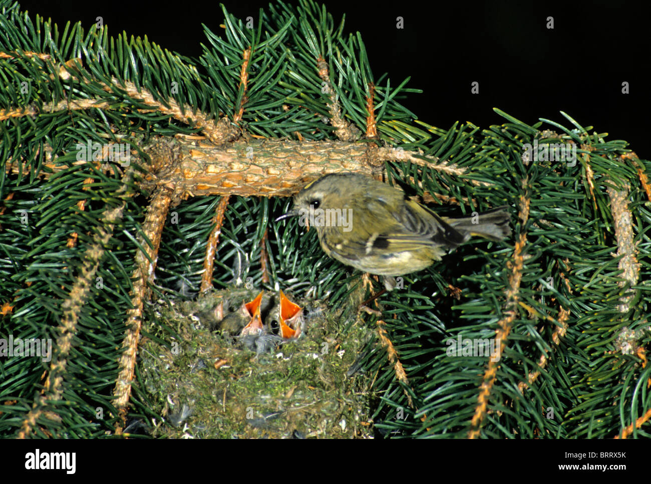 Goldcrest (Regulus regulus) presso il suo nido su un ramo di abete rosso Foto Stock