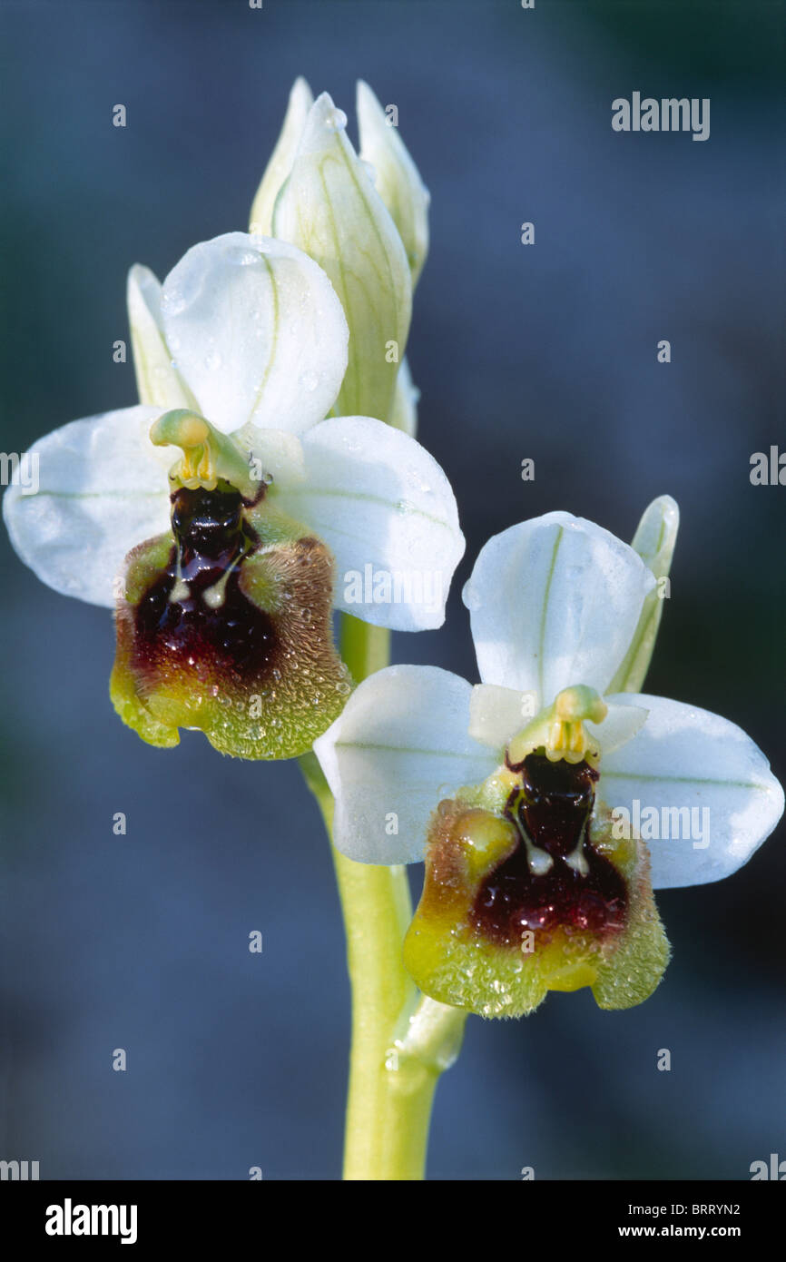 Bee Orchidee (Ophrys), Andalusia, Spagna, Europa Foto Stock