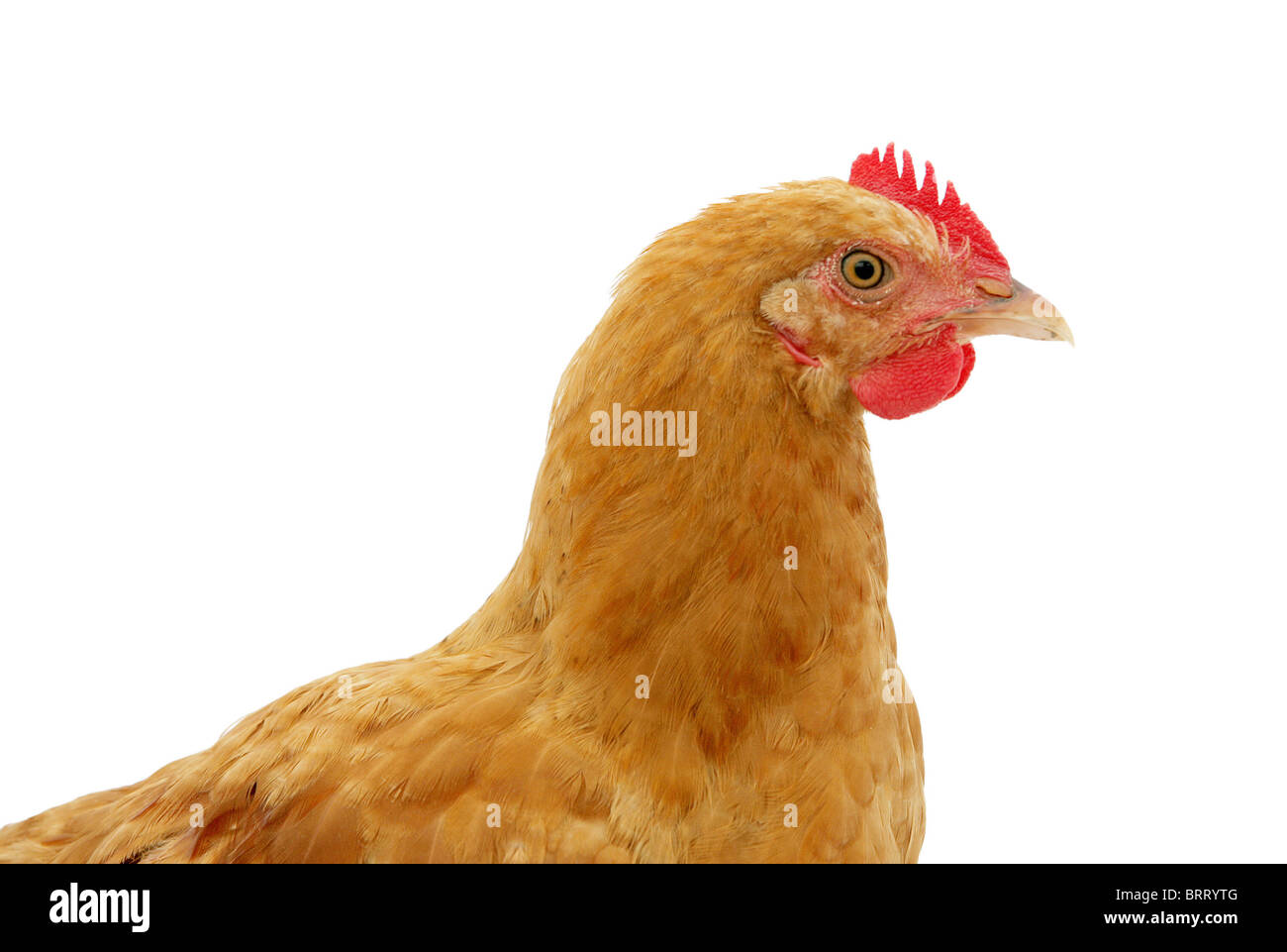 Closeup ritratto headshot di un pollo su bianco Foto Stock