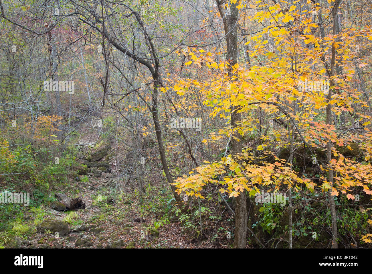 In autunno gli alberi in Paint Creek unità, il Fiume Giallo e la foresta di stato, Allamakee County, Iowa Foto Stock