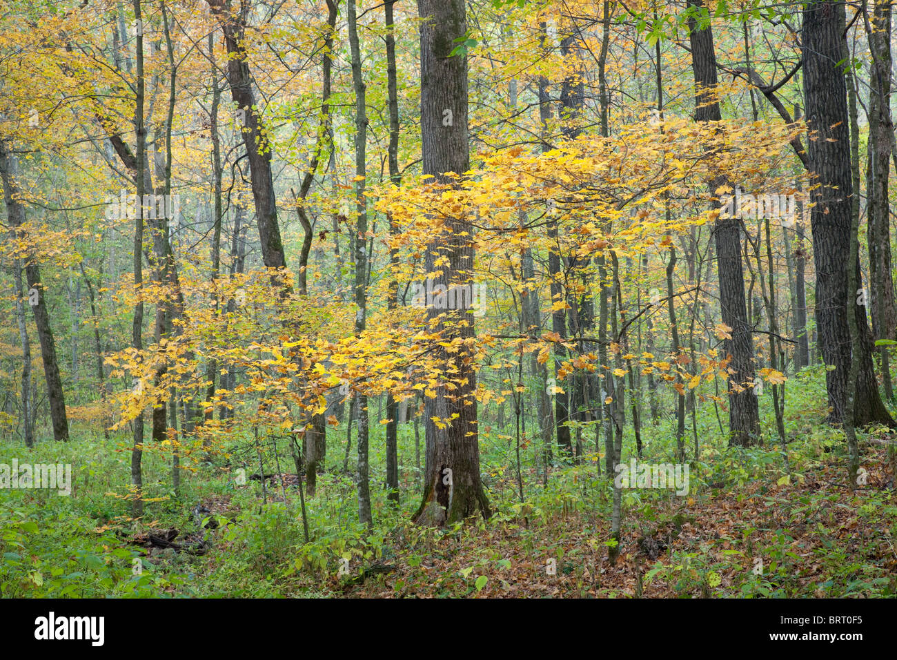 In autunno gli alberi in Paint Creek unità, il Fiume Giallo e la foresta di stato, Allamakee County, Iowa Foto Stock