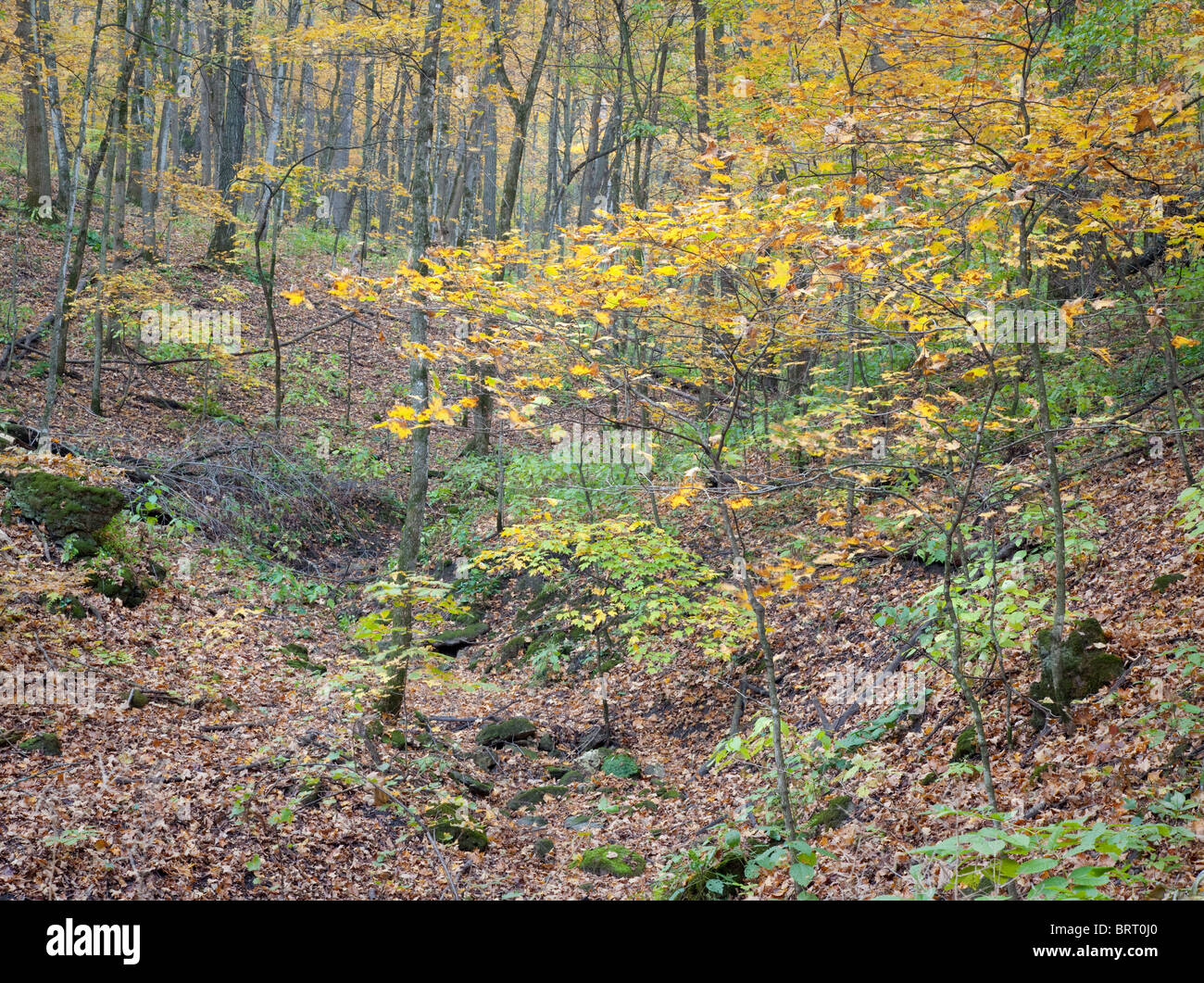 In autunno gli alberi in Paint Creek unità, il Fiume Giallo e la foresta di stato, Allamakee County, Iowa Foto Stock