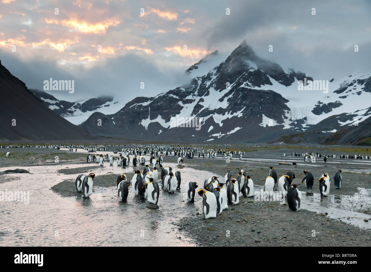 Il re dei pinguini, a destra della Baia della Balena, western Isola Georgia del Sud Foto Stock
