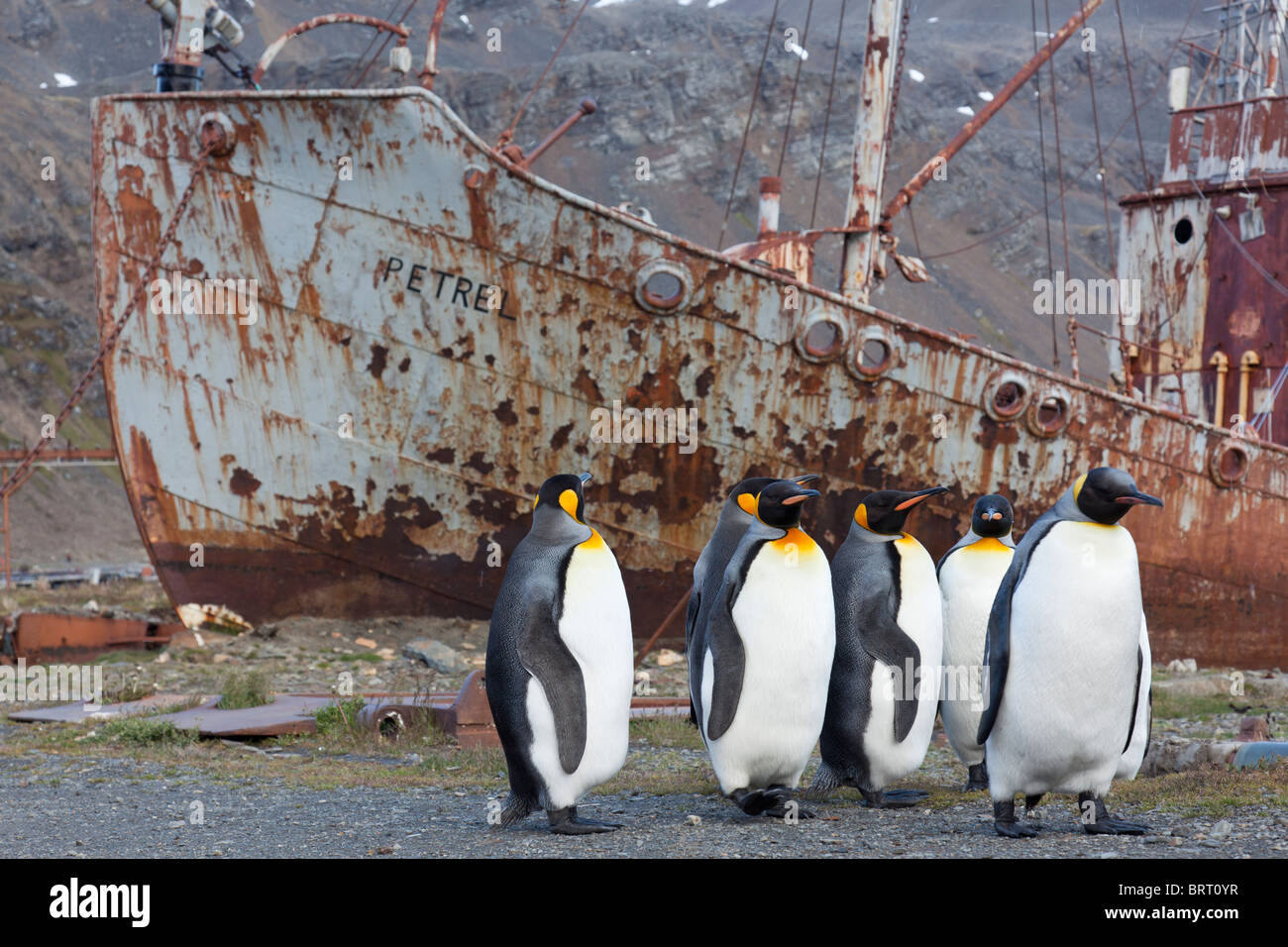 Re i pinguini e reliquia di navi presso la vecchia stazione baleniera di Grytviken, Isola Georgia del Sud Foto Stock