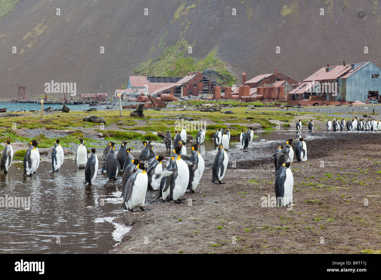Re pinguini e Antartico le foche lounging intorno la reliquia di balena stazione di raccolta di Stromness, Isola Georgia del Sud Foto Stock