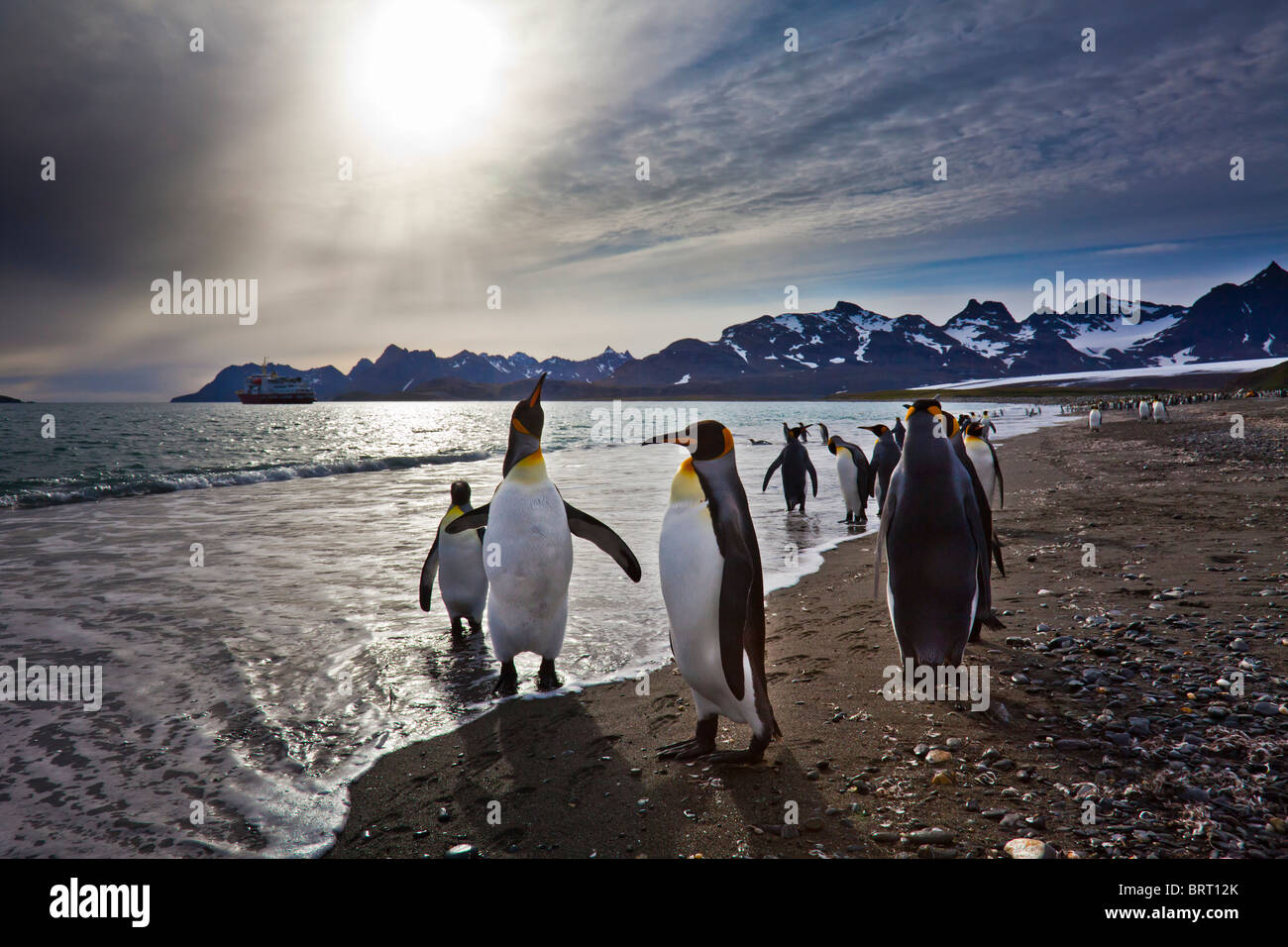 Il re dei pinguini, Salisbury Plain, Isola Georgia del Sud Foto Stock