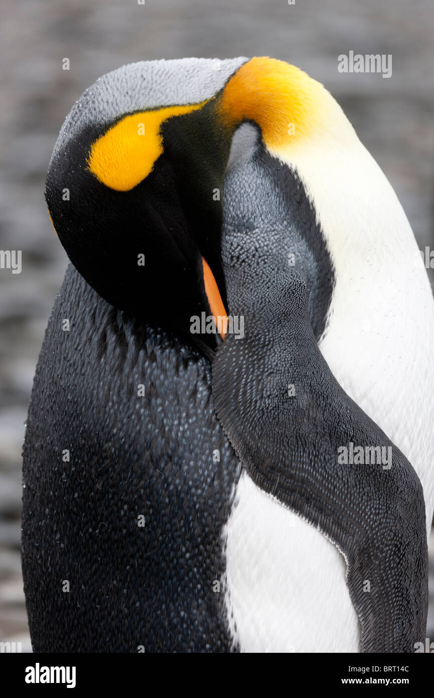 Il re dei pinguini, Fortuna Bay, Isola Georgia del Sud Foto Stock