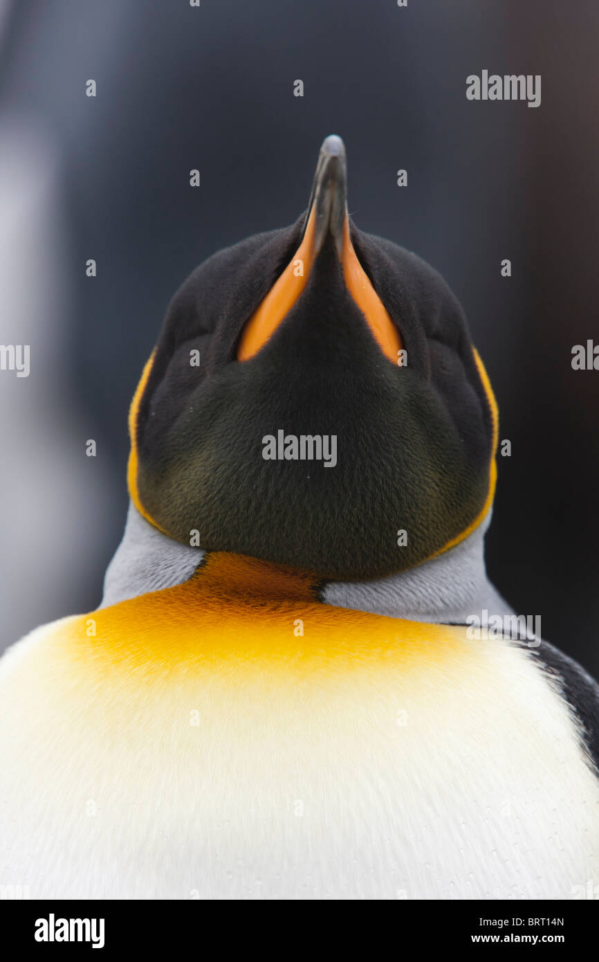 Il re dei pinguini, Fortuna Bay, Isola Georgia del Sud Foto Stock