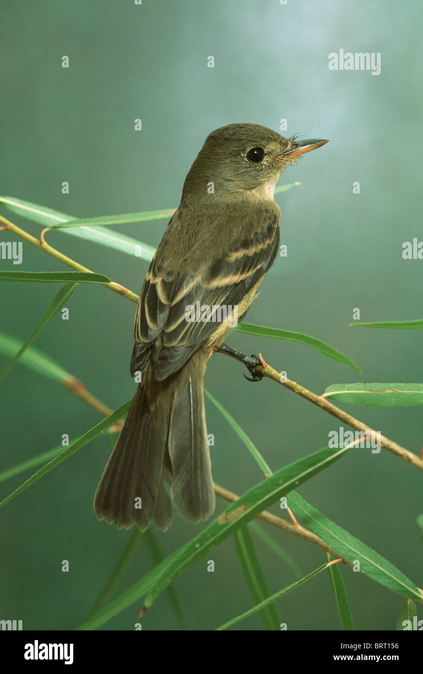 Willow Flycatcher specie in via di estinzione Foto Stock