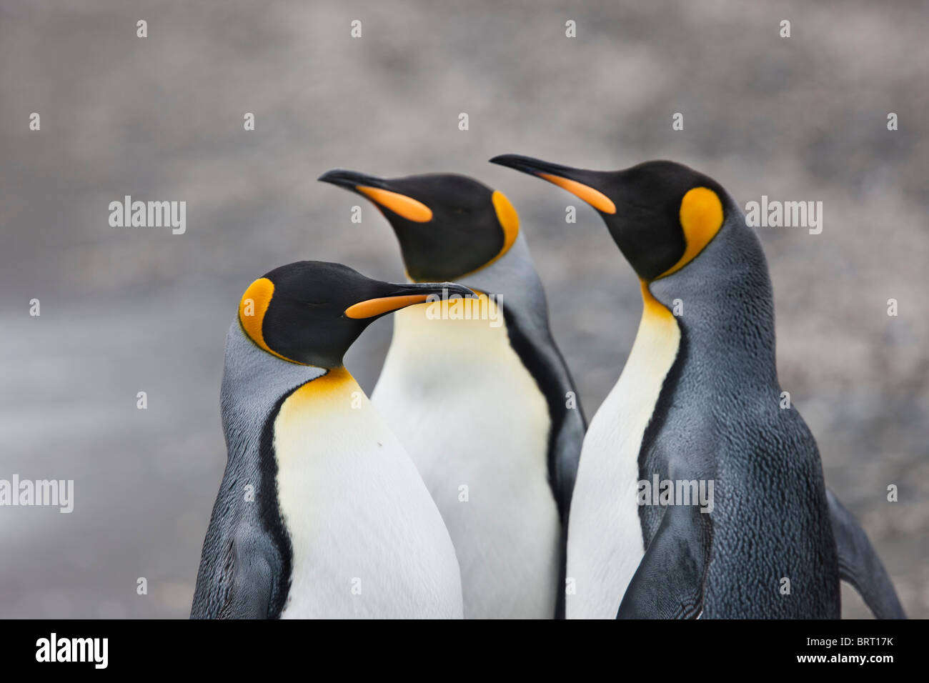 Il re dei pinguini, Salisbury Plain, Isola Georgia del Sud Foto Stock