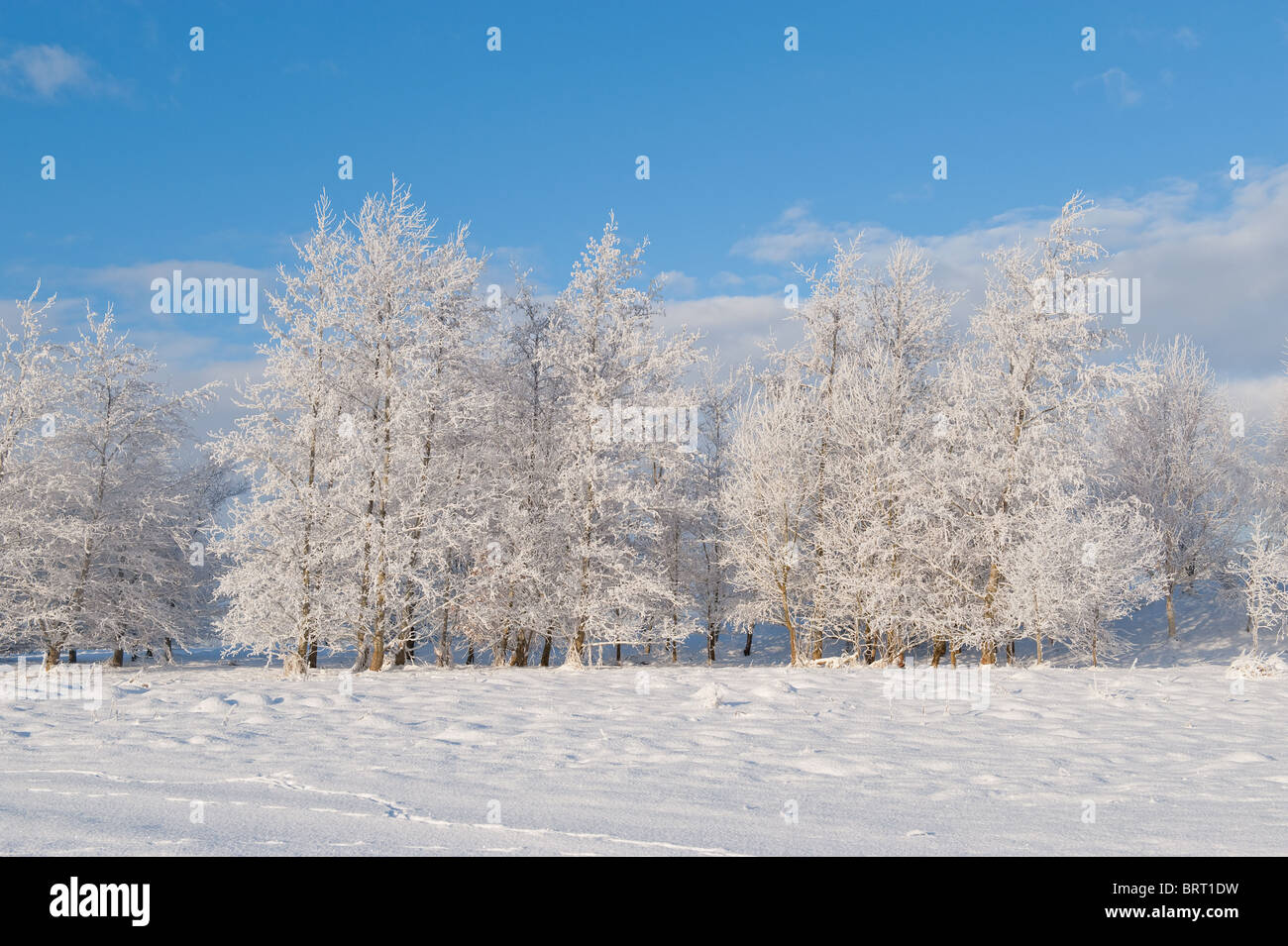 Vista su alberi nella stagione invernale nel paese Foto Stock