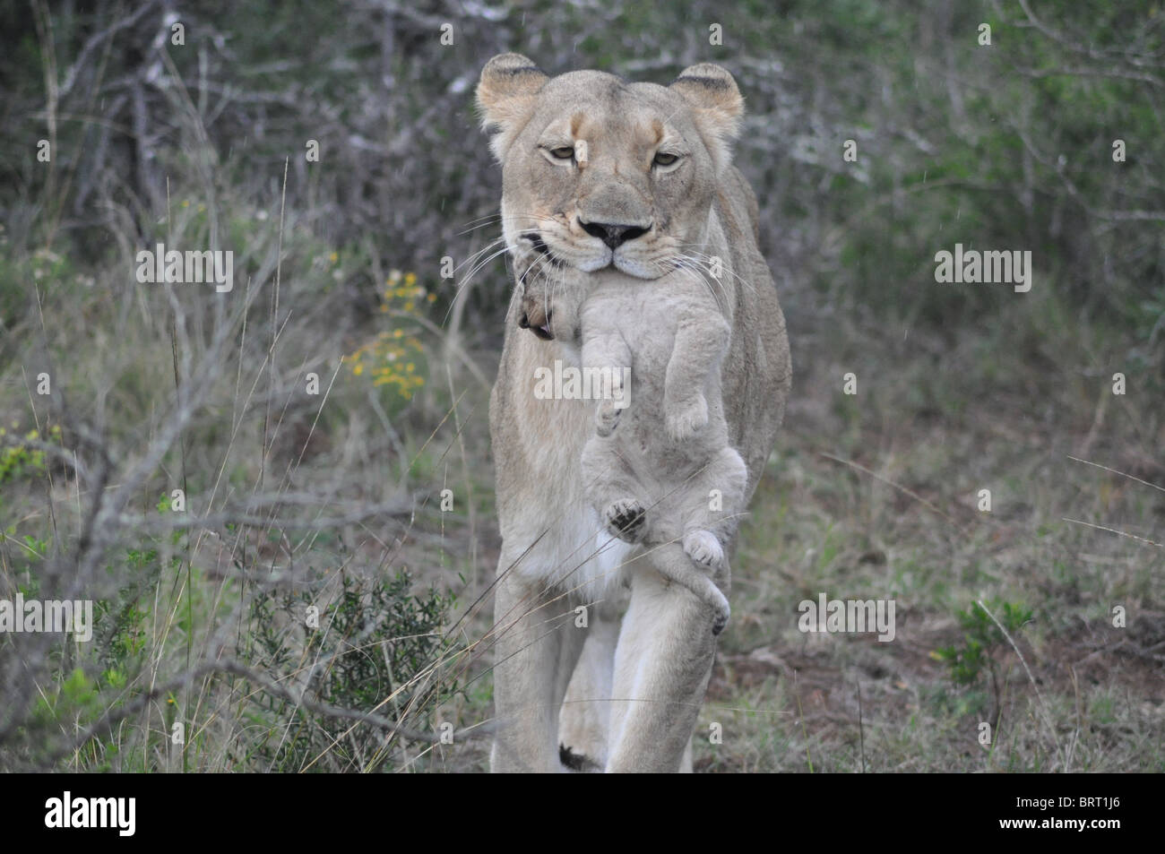 Leonessa vigilmente le vie della bussola con giovani cub Foto Stock