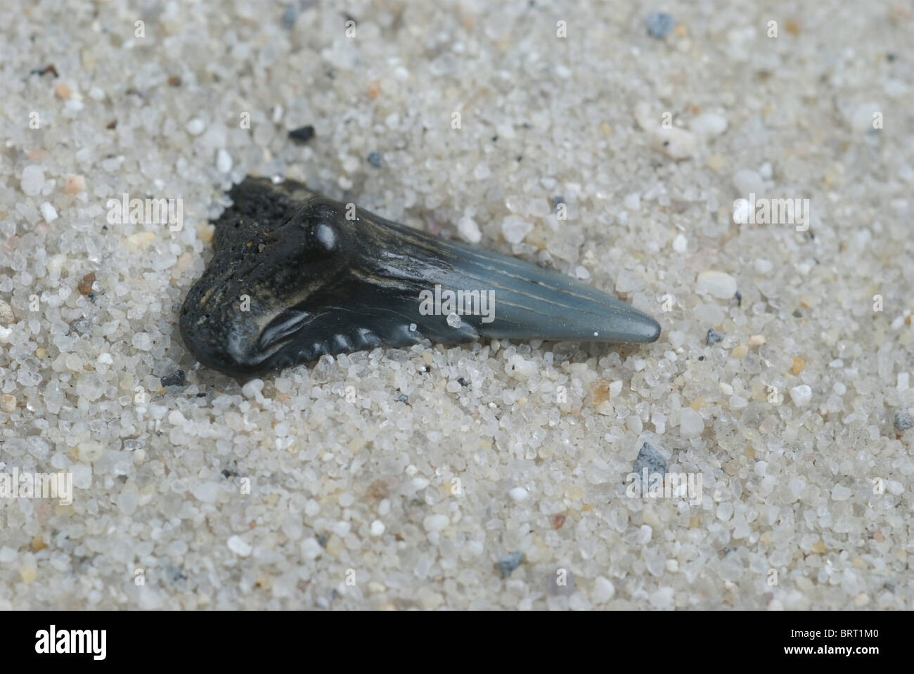 Fossili di squalo dente in sabbia. Foto Stock